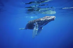Hawaii Islands Prints: Humpback whale (Megaptera novaeangliae) swimming close to the surface