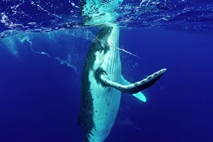Humpback whale (Megaptera novaeangliae) swimming to the surface and forming whirlpools with its flippers, Tubuai, French Polynesia, Pacific Ocean