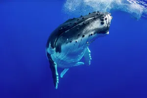 Eduse Prints: Humpback whale (Megaptera novaeangliae) swimming below water surface with snorkeler in the background