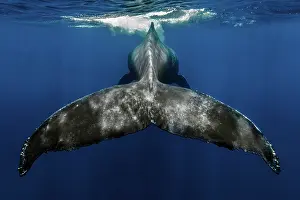 Tail Fin Prints: Humpback whale (Megaptera novaeangliae) tail fin, Tenerife, Canary Islands, Atlantic Ocean