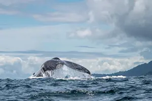 Rear View Prints: Humpback whale (Megaptera novaeangliae) tail fluke, Utria, Colombia, Pacific Ocean