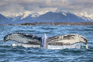 Hunchbacked Whale Prints: Humpback whale (Megaptera novaeangliae) tail fluke at the surface