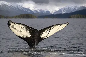 Hunchbacked Whale Prints: Humpback whale (Megaptera novaeangliae) tail fluke at the surface with mountains in background