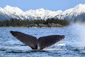 Snowcapped Prints: Humpback whale (Megaptera novaeangliae) tail fluke at the surface with snow-capped mountains in background