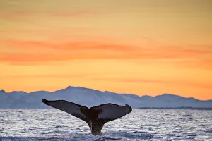 Humpback Whale (Megaptera novaeangliae) tail fluke at surface as whale dives, in