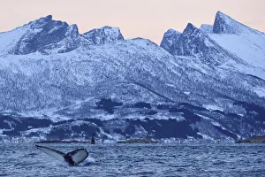 Humpback whale (Megaptera novaeangliae) tail fluke above water before diving, Senja