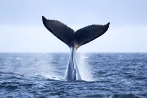Part Of Prints: Humpback Whale (Megaptera novaeangliae) tail slapping