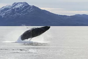Whales Gallery: Humpback whale (Megaptera novaeangliae) Umbili, a female age 8 years, breaching