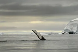 Animal Flippers Gallery: Humpback whale (Megaptera novaengliae) flipper above the surface after breaching
