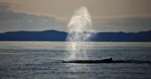 Images Dated 15th August 2009: Humpback whale (Megaptera novaengliae) blowing, Disko Bay, Greenland, August 2009