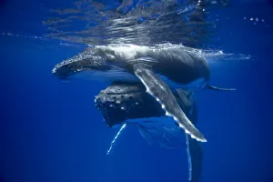 Humpback whale mother pushing her calf up to the surface (Megaptera novaeangliae)