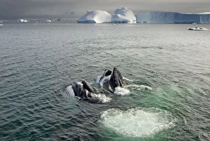 Southern Ocean Gallery: Humpback whales (Megaptera novaeangliae) surfacing and feeding in the waters off