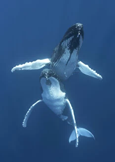 Swimming Gallery: Humpback whales (Megaptera novaeangliae) engaged in courtship, with the male hovering