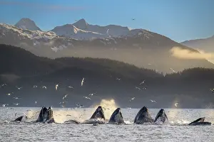 Hunchbacked Whale Prints: Humpback whales (Megaptera novaeangliae) lunge feeding with flocks of Glaucous-winged gulls (Larus glaucescens) above