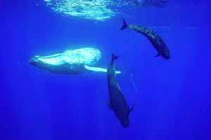 Delphinidae Prints: Two Humpback whales (Megaptera novaeangliae) playing with two Short finned pilot whales (Globicephala macrorhynchus)