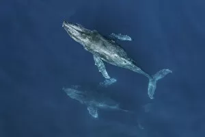 Humpback whales (Megaptera novaeangliae) aerial. Baja California, Mexico