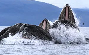Tony Wu Prints: Humpback whales (Megaptera novaeangliae) bubble net feeding with mouths open at surface
