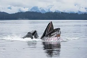 Hunchbacked Whale Prints: Humpback whales (Megaptera novaeangliae) bubblenetting / lunge-feeding