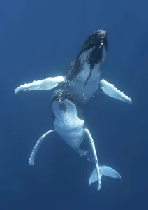 Tony Wu Prints: Humpback whales (Megaptera novaeangliae) engaged in courtship