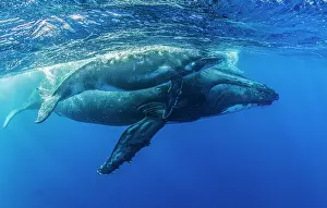Oceania Prints: Humpback whales (Megaptera novaeangliae) female and calf