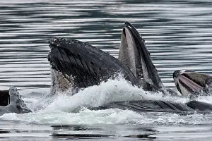 Hunchbacked Whale Prints: Humpback whales (Megaptera novaeangliae) pod