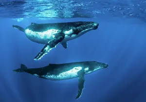 Natural Light Prints: Two Humpback whales (Megaptera novaeangliae) swimming near the surface