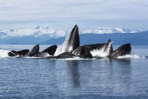 Humpback whales (Megaptera novangliaea) pod engaged in social foraging by herding herring