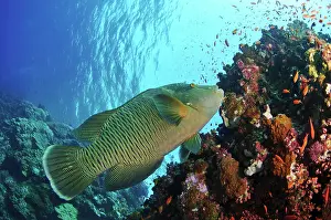Serranidae Prints: Humphead wrasse (Cheilinus undulatus) juvenile