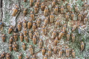 Hundreds of Periodical cicada (Magicicada sp.) nymphs ascending a tree trunk to metmorphose, Princeton, New Jersey, USA