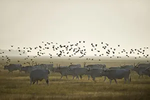 Bovids Prints: Hungarian grey cattle (Bos primigenius taurus hungaricus) with European starlings