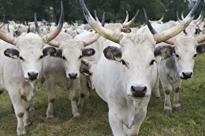 Florian Mollers Collection: Hungarian grey cattle herd in field, Mohacs, Bda-Karapancsa, Duna Drava NP, Hungary