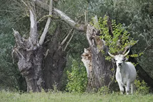 Hungarian grey cattle standing near tree stumps, Mohacs, Bda-Karapancsa, Duna Drava NP