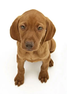 Hungarian Vizsla pup sitting looking up, against white background