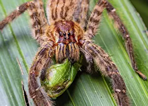 Araneae Prints: Hunting spider (Cupiennius salei) feeding on insect prey in rainforest