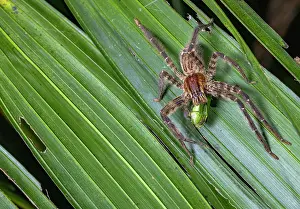 Araneae Prints: Hunting spider (Cupiennius salei) feeding on insect prey in rainforest
