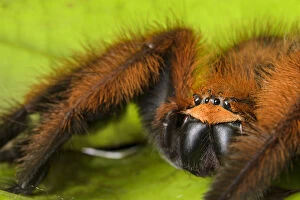 2018 May Highlights Collection: Huntsman spider (Megaloremmius leo) Andasibe, Madagascar. Endemic species