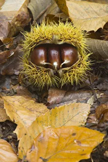 Leaves Prints: Husk of Sweet Chestnut (Castanea sativa) with three edible nuts. UK, Europe, October