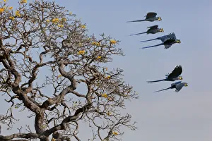 Arini Gallery: Hyacinth Macaw (Anodorhynchus hyacinthinus) small group in flight, Brazil