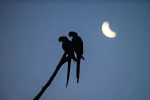 Anodorhynchus Gallery: Hyacinth macaw (Anodorhynchus hyacinthinus) pair perched on branch, silhouetted under