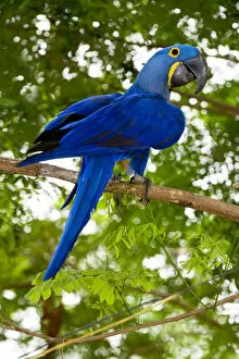 Wetlands Collection: Hyacinth Macaw (Anodorhynchus hyacinthinus) in forest bordering of the Cuiaba River