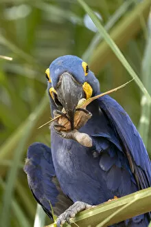 Anodorhynchus Hyacinthinus Gallery: Hyacinth macaw (Anodorhynchus hyacinthinus) feeding on palm nuts, Pantanal, Mato Grosso