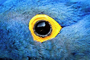Attention Grabbers Collection: Hyacinth macaw (Anodorhynchus hyacinthinus), close up of eye. Bioparc Doue-la-Fontaine, France