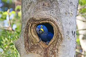 Anodorhynchus Prints: Hyacinth Macaw (Anodorhynchus hyacinthinus) adult in nest hole in tree, hole in a tree