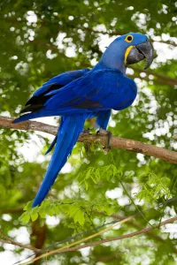 Wetlands Prints: Hyacinth Macaw (Anodorhynchus hyacinthinus) in forest bordering of the Cuiaba River