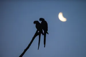 Anodorhynchus Prints: Hyacinth macaw (Anodorhynchus hyacinthinus) pair perched on branch, silhouetted under