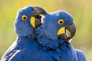 Anodorhynchus Prints: Hyacinth macaws (Anodorhynchus hyacinthinus) mutual preening, Estrada Parque, Pantanal