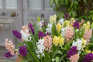 Flowers Gallery: Hyacinths (Hycinthus) in flower in container, Norfolk, England, UK, March