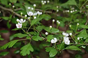 Surrey Prints: Hybrid Hawthorn (Crataegus x media) flowers