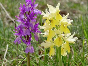 Orchid Gallery: Hybrid orchis, Orchis x colemanii (Orchis mascula x Orchis pauciflora)
