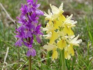 Orchis Prints: Hybrid orchis, Orchis x colemanii (Orchis mascula x Orchis pauciflora)